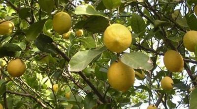 Citron Citron