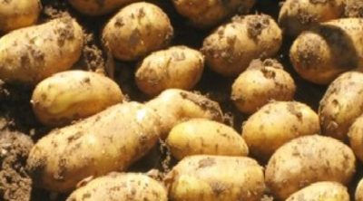 Pommes de Terre Pommes de Terre