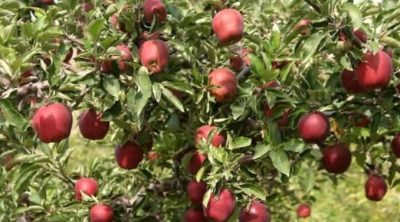 Richared Delicious Richared Delicious