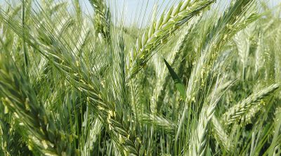 Triticale Triticale