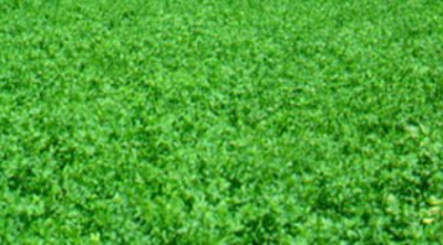 luzerne luzerne